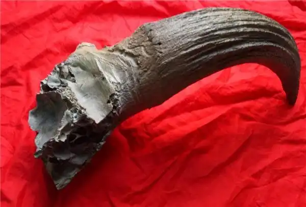 亚洲原始犀牛角