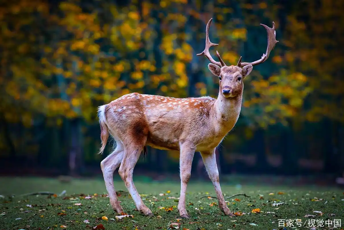 襄阳传说:鹿门山的瘸腿神鹿