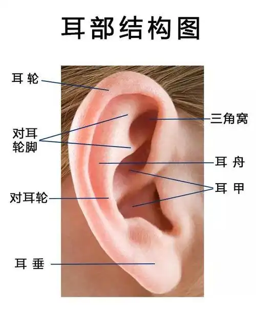 宝宝耳形"异常",家长注意2大误区_张正文__爱问健康