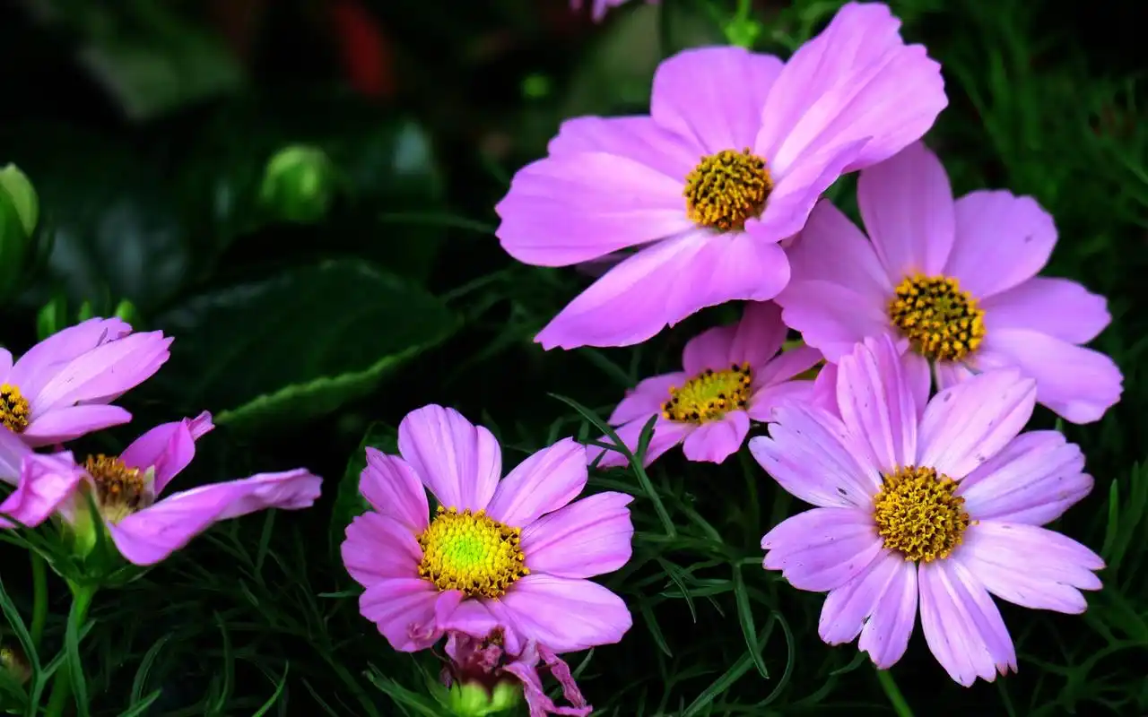 紫色波斯菊宽屏植物桌面壁纸下载高清大图预览1920×1200_植物壁纸