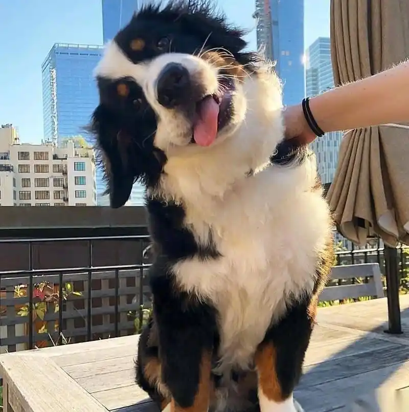 狗狗们的歪头杀,杀伤力太强大了,小奇已经沦陷辽你被哪只小可爱萌到了