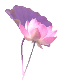 花瓣素材 - 蒝菋 - m._﹏.蒝菋