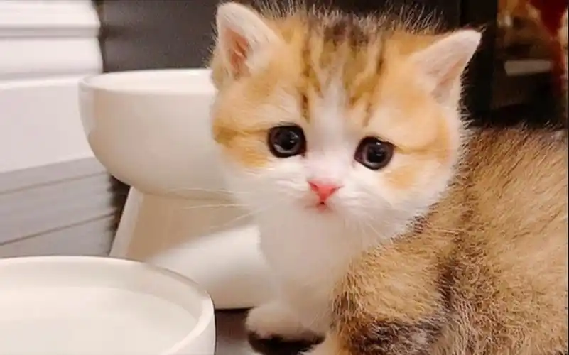 超萌小奶猫,脑袋圆圆的它喜欢自娱自乐,太可爱了_哔哩哔哩_bilibili