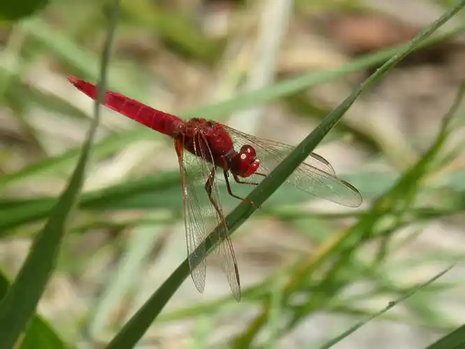 草叶上停歇的红蜻蜓2160x1440分辨率查看