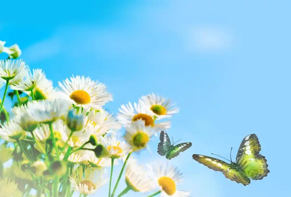 清新淡雅的雏菊高清壁纸_漂亮的雏菊美景_风景壁纸