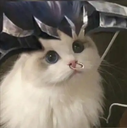 王者荣耀猫头像1 - 王者荣耀猫头头像-发表情