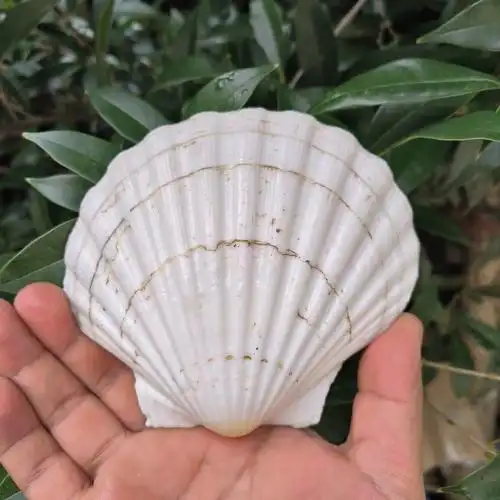 天然贝壳白色大扇贝 大夏夷贝烧烤盘家居装饰贝壳手工diy儿童绘画