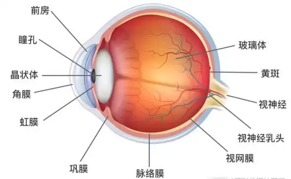 希玛眼科林顺潮:青少年近视度数越高眼球风险越大