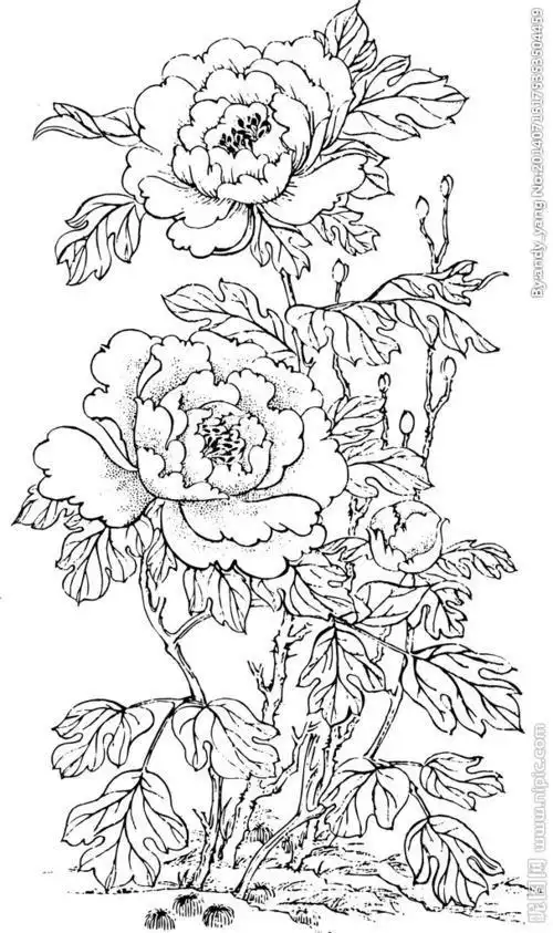 简笔画画牧丹花花朵