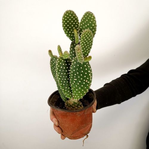 御卉阁 白毛掌盆栽 黄毛掌盆栽 仙人掌植物室内盆栽花卉多肉植物 白毛