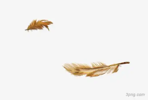鸡毛png素材透明免抠图片-动植人物