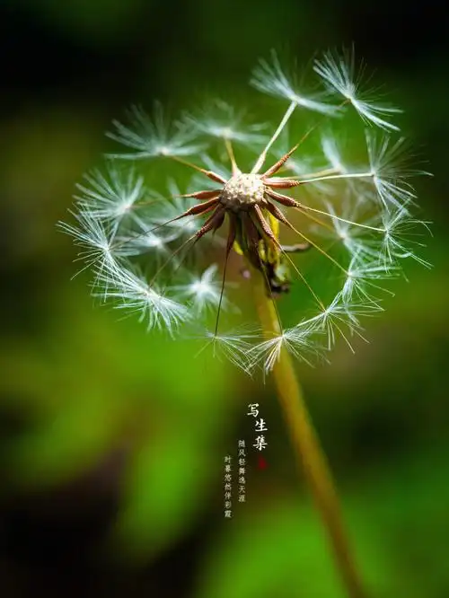 蒲公英微距摄影写生集