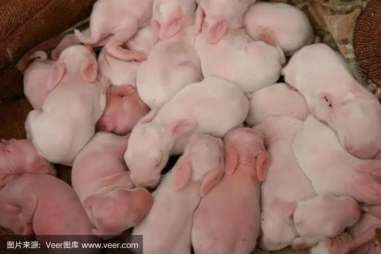 刚出生的兔子宝宝