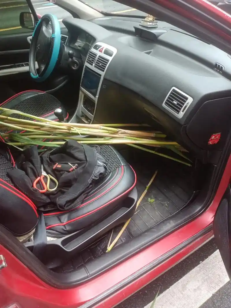 笛子笛膜都来自手工制作和采取现在正好是芦苇笛膜的采取季节