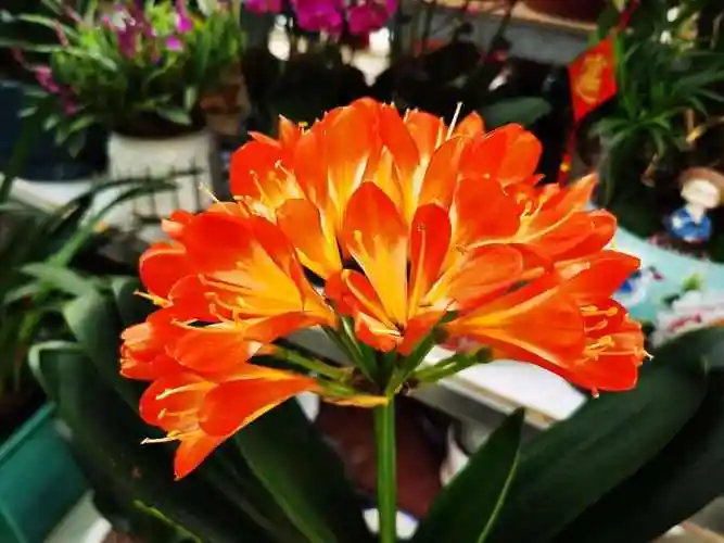 7种象征吉祥好运的花6种吉祥花立春之后疯狂长个旺财又旺运