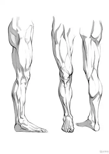 临摹腿—腿部人体肌肉结构入门训练