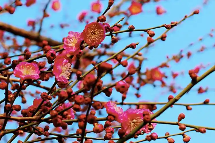 其它 红梅花开春满园2021-02-03 写美篇梅花是"四君子"之一.