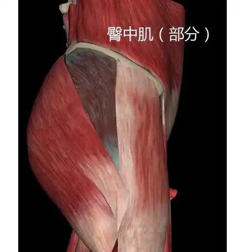 好看又好用的臀部要这样练 fitnesslabs-肌魔实验室