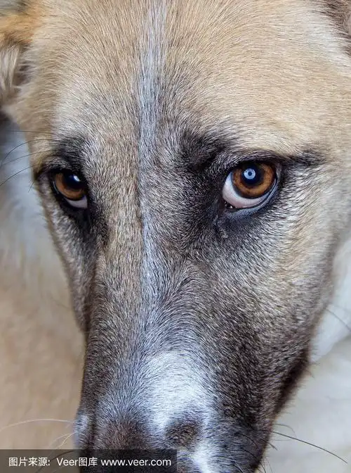 近距离观察狗的眼睛