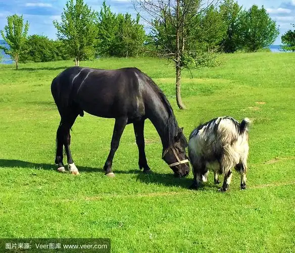山羊,草地,马,食草,黑色