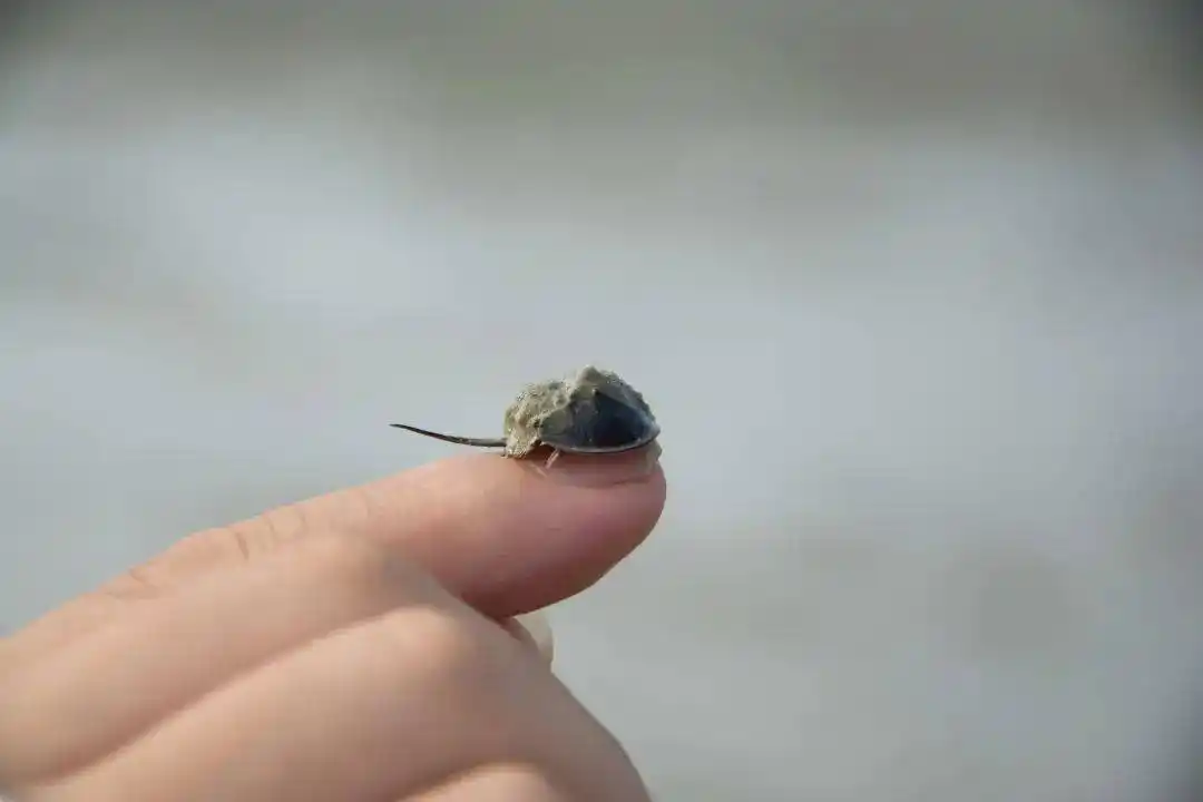 调查6个月大的小鲎只有小指头这么大我们的成绩我校研究团队经过长