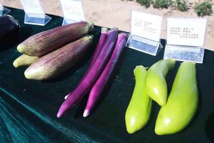 北京举行2018年茄子品种展示会