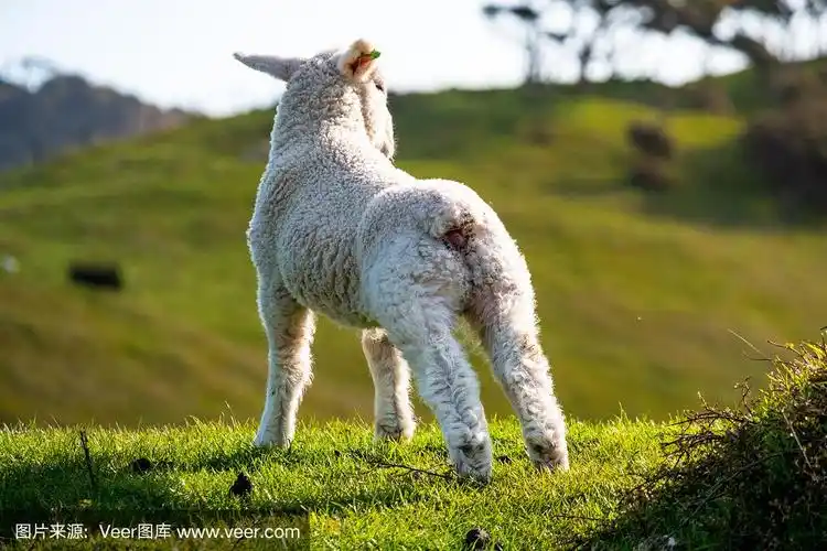 一只羊在绿色的农场上吃草.阳光明媚,阳光明媚.