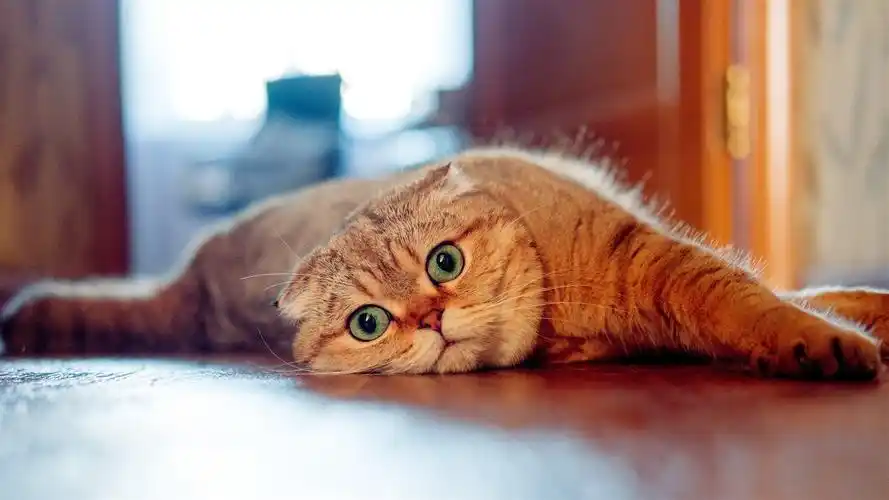 壁纸 苏格兰折耳猫,看,懒 3840x2160 uhd 4k 高清壁纸, 图片, 照片