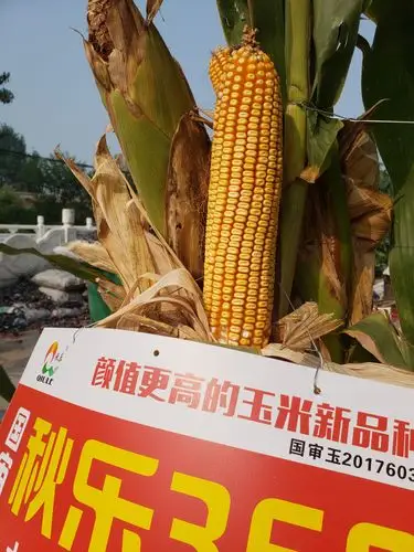杀手锏玉米新品种秋乐368震撼来袭【部分图片及视频】