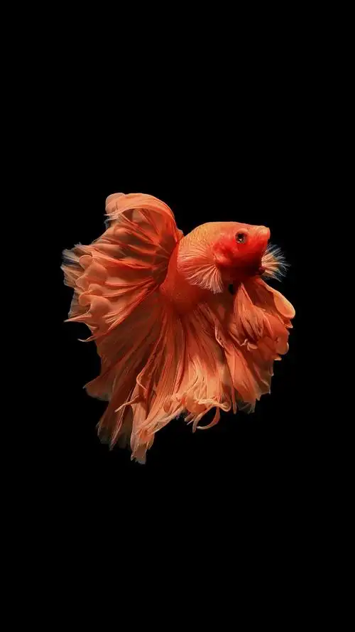 壁纸|金鱼 黑色背景 高清壁纸