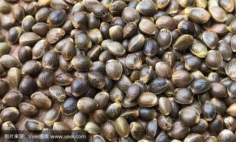 大麻大麻种子的宏观特写