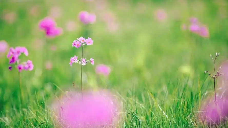 清爽夏日风景图片桌面壁纸