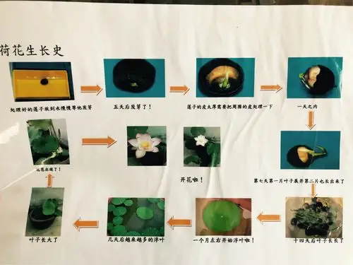 让我们一起来复习一下荷花的生长过程吧