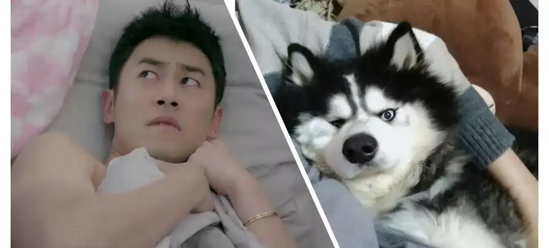 娱乐圈撞脸狗狗的男艺人,都这么有综艺感吗?_朱亚文