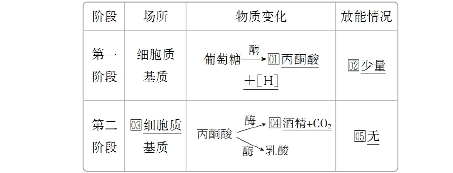 高中生物 第5章 第3节 第2课时 无氧呼吸,细胞呼吸原理的应用学案 新
