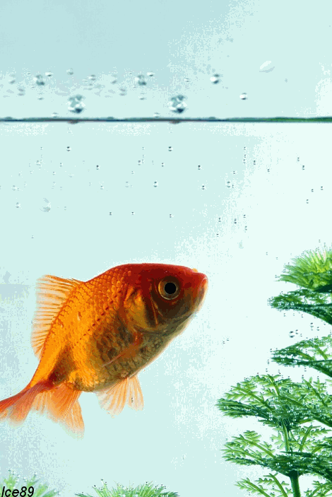 移动设备 屏保 fish 分享 举报 非索要文件 成人文件内容 重复 留言