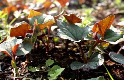 鱼腥草能祛痘吗?