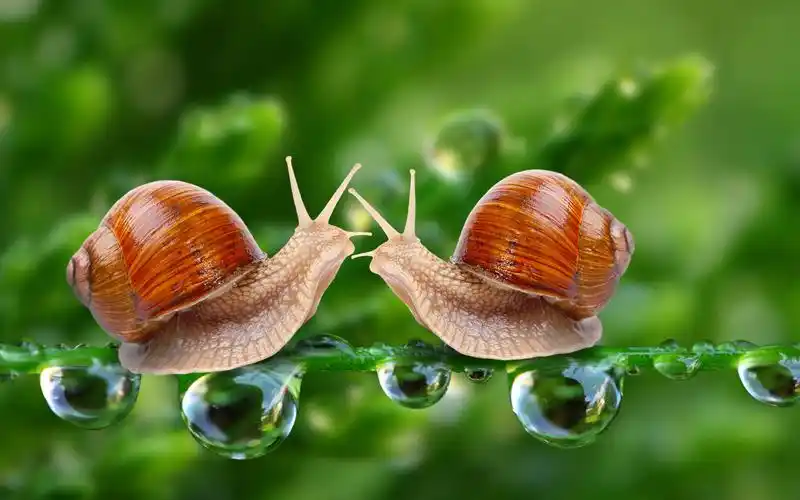 两只蜗牛,面对面,水滴 4k