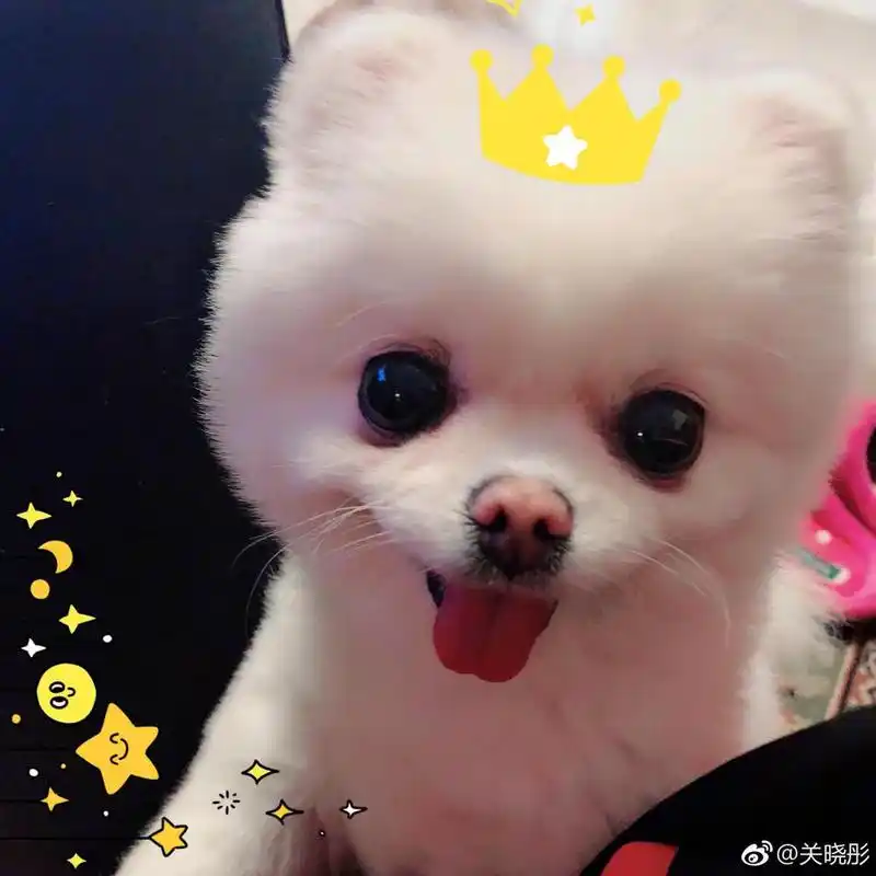 关晓彤和爱宠们集体c位出道 嘟嘴卖萌可爱值满分