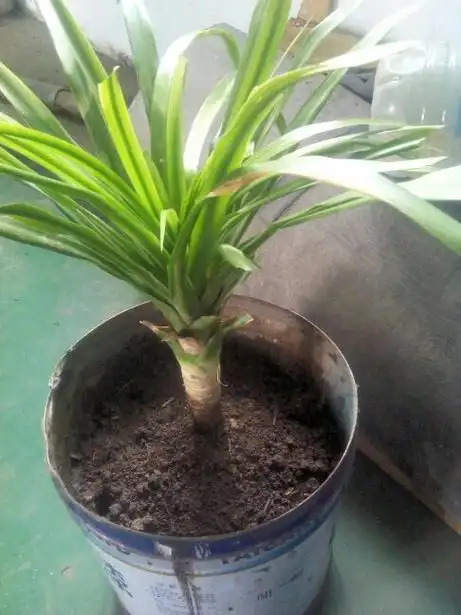 今天早上捡了一棵龙须兰,是别人家盆被车撞碎了