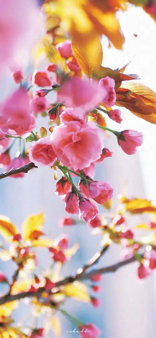 壁纸 花 桌面 690_1495 竖版 竖屏 手机
