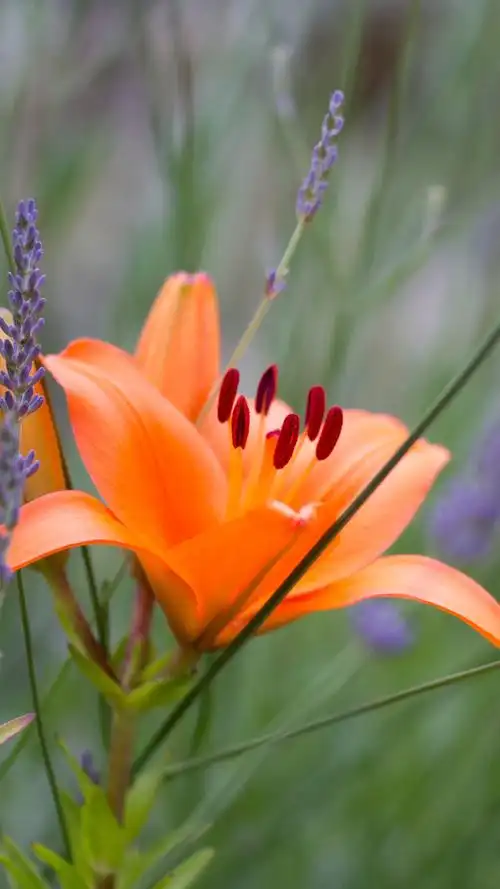 清新花草植物手机壁纸-风景-壁纸下载-美桌网
