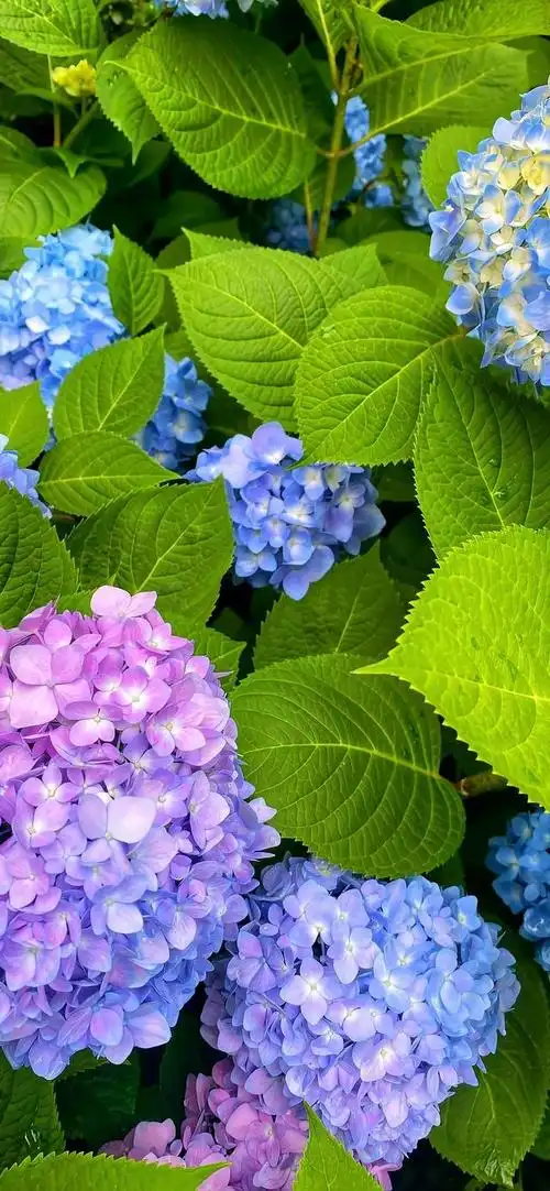 壁纸分享,我最喜欢的绣球花