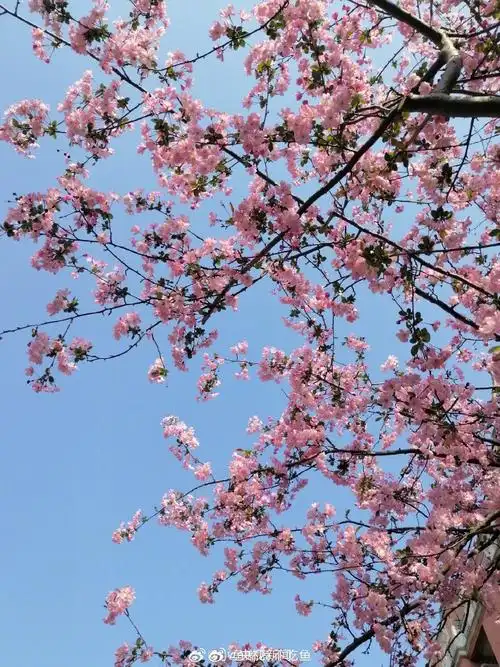 壁纸 花 桌面 690_920 竖版 竖屏 手机