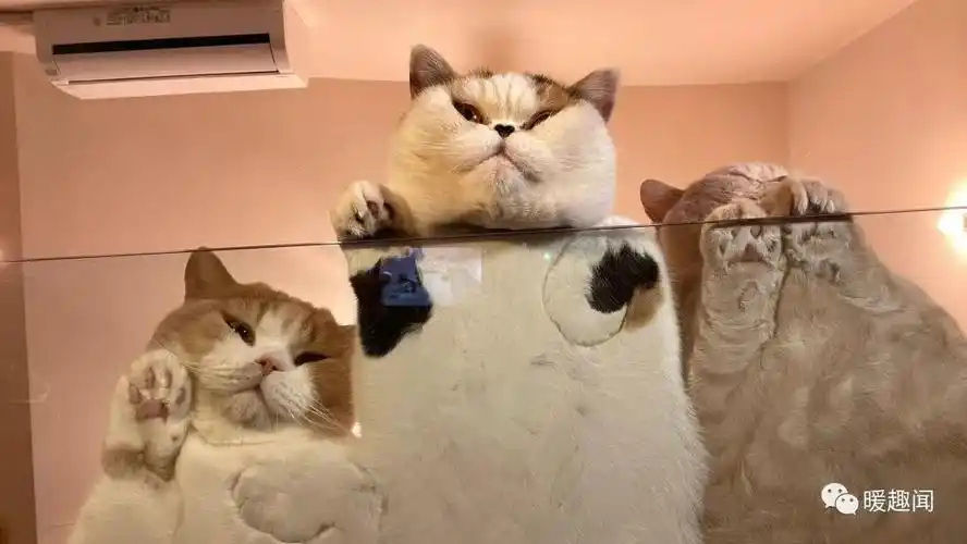 笑到肚子疼的沙雕搞笑幽默图片(六十八) - 知乎