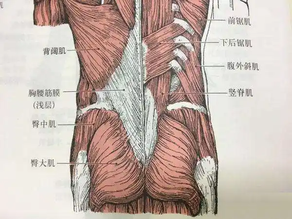 如何拥有翘臀,本文告诉你|深蹲|肌肉|臀部_新浪新闻