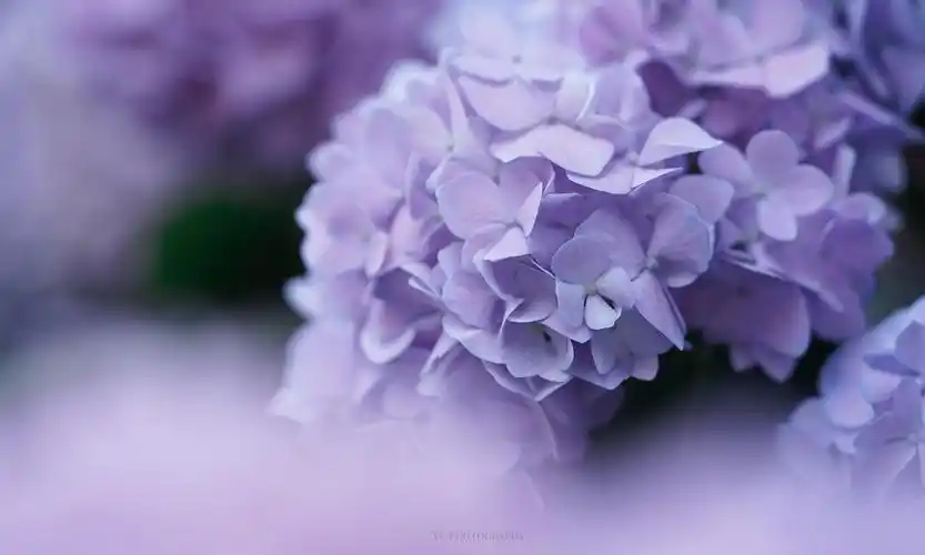 绣球花草集 @九时久年