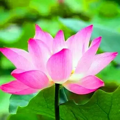 佛系图片头像禅意荷花 独一无二的佛系莲花图片微信头像_微信头像