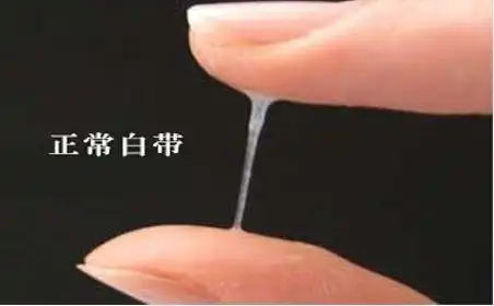 怀孕前期除白带症状外的生理变化还有月经停止,阴道分泌物增多,出血等