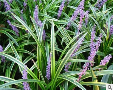 有没有人知道这金边草值多少钱